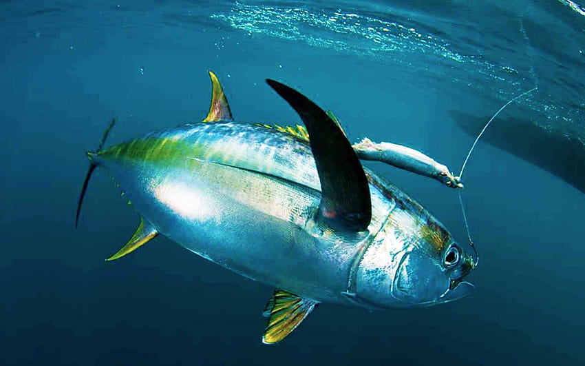 Pesca de atún, atún de aleta amarilla fondo de pantalla