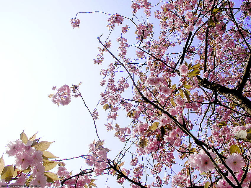 : 'Flowering almond', almond tree HD wallpaper
