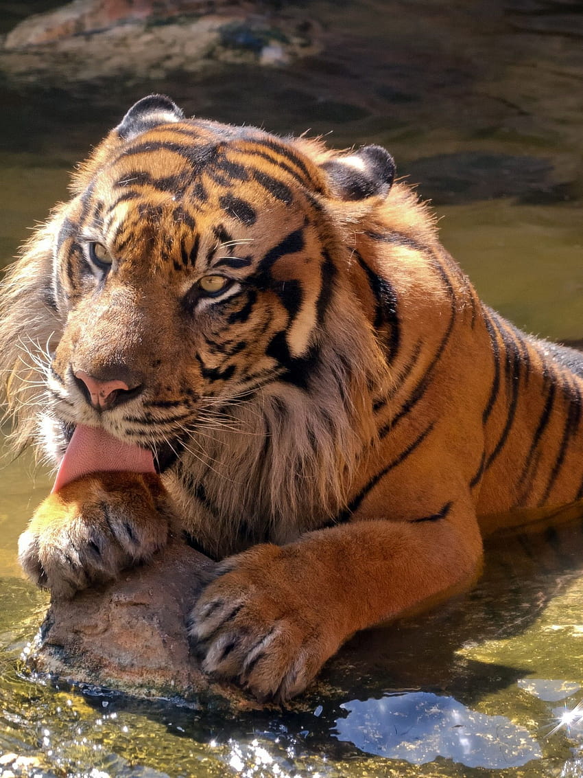 Sumatran tiger, Zoo, Happy, Cool, Animals, iphone harimau HD phone wallpaper