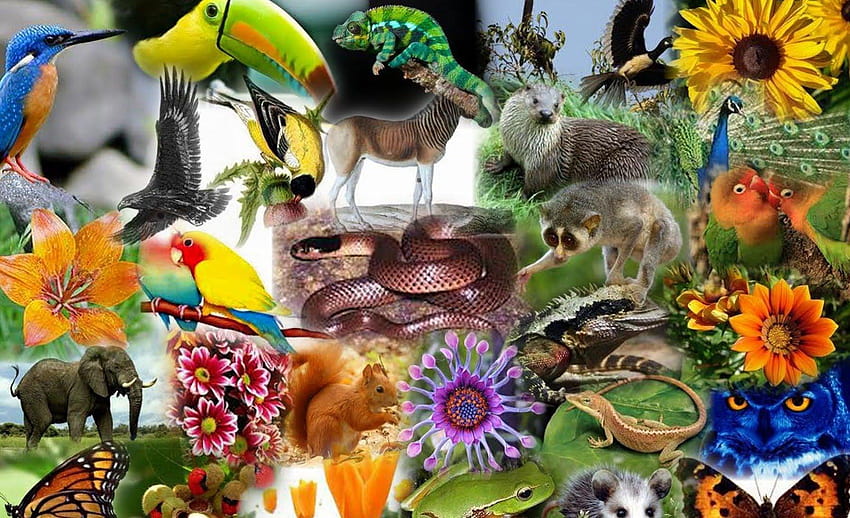 생물다양성 – 생태학 자연, 생물학적 다양성 HD 월페이퍼