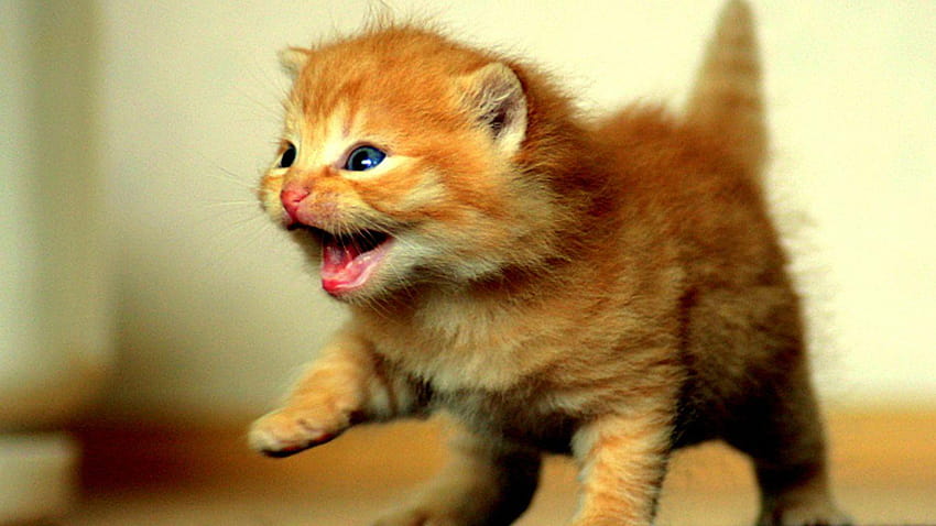 Kitten 4K wallpapers for your desktop or mobile screen free and easy to  download
