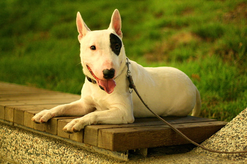 for-bull-terrier-4510-kb-english-bull-terrier-hd-wallpaper-pxfuel