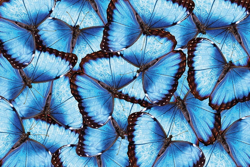 Buy Blue Morpho Butterfly, morpho butterflies HD wallpaper