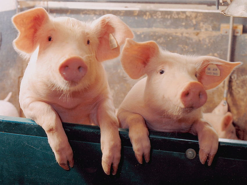 Pigs : Two little Piggies, tiny pigs HD wallpaper