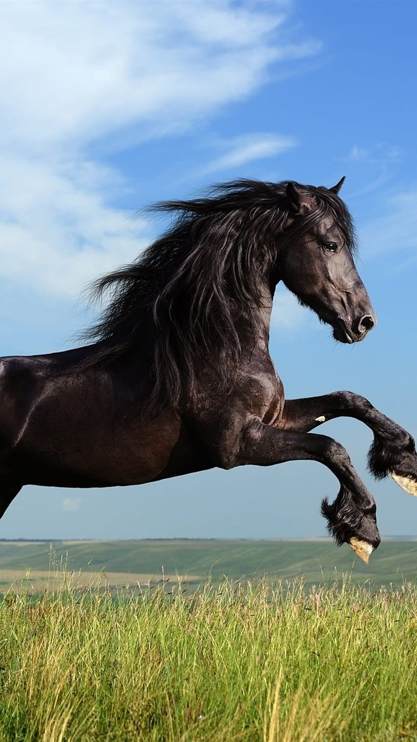 Dom schwarzes Pferd im Galopp 750x1334 iPhone 8/7/6/6S, schwarzes Pferd iphone HD-Handy-Hintergrundbild