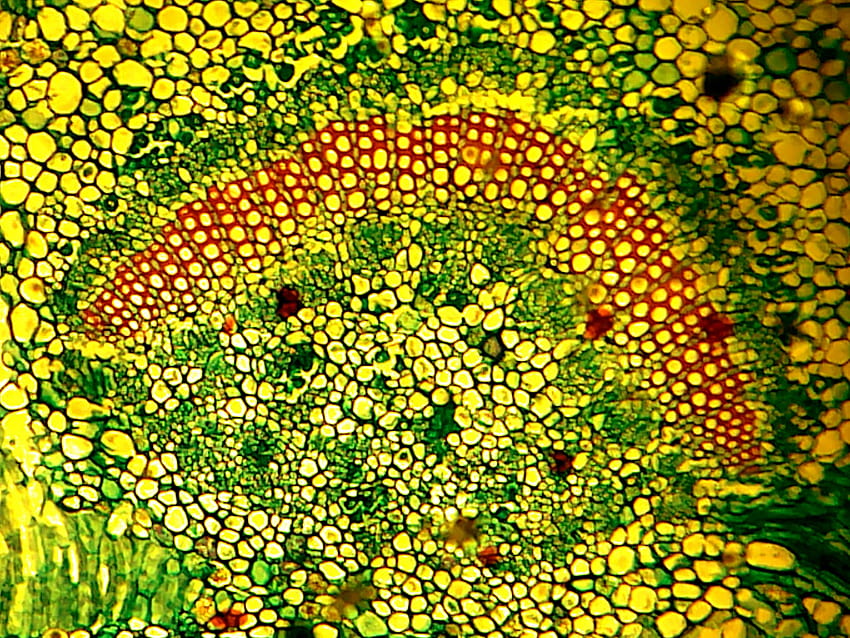 เซลล์ชีววิทยา มีส่วนหนึ่งของเซลล์พืช [1600x1200] สำหรับ , มือถือ & แท็บเล็ต วอลล์เปเปอร์ HD