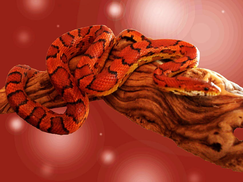 붉은 뱀, 주황색 미학 뱀 HD 월페이퍼