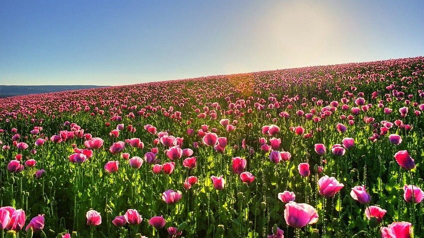 Ladang bunga poppy merah muda di lereng bukit Wallpaper HD