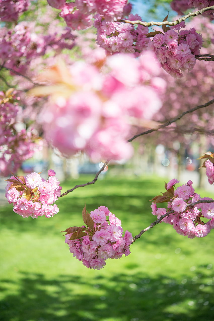 Selective Focus of Pink Flowering Trees HD phone wallpaper