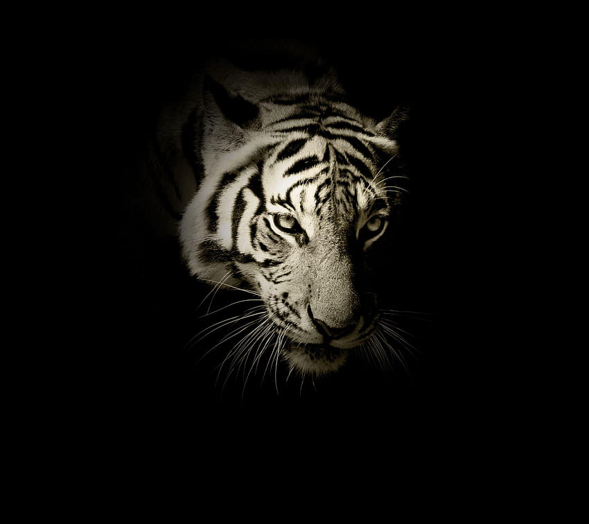 White Tiger On Fire, siberian white tiger HD wallpaper | Pxfuel