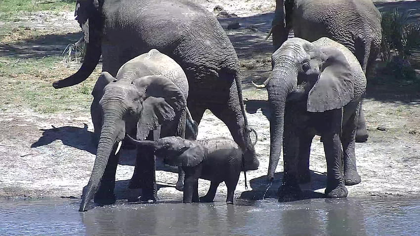 Africam, baby elephant drinking HD wallpaper