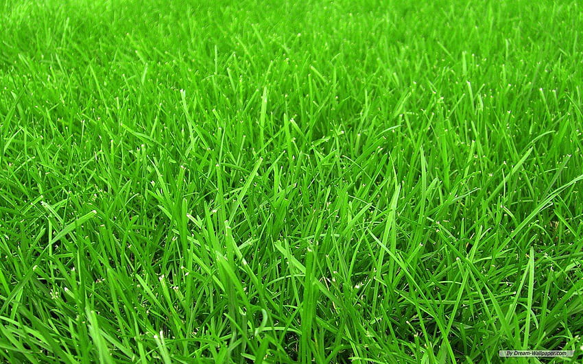 4 Grass, sod HD wallpaper | Pxfuel