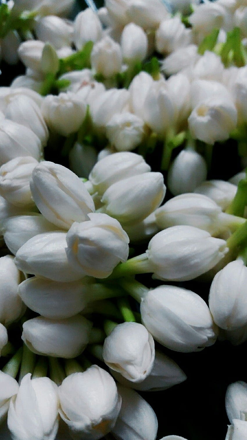 √ На цвете от жасмин, мобилно цвете от жасмин HD тапет за телефон