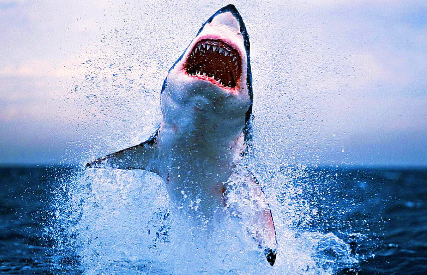 Great White Shark Attack , Backgrounds, bull shark HD wallpaper