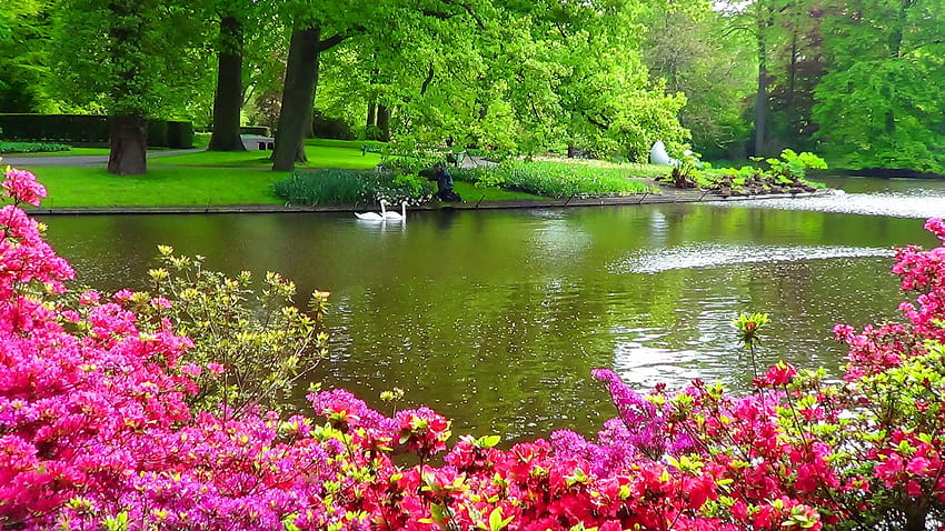 สวน ดอกไม้สวยงาม ดอกกุหลาบ พืช ธรรมชาติ ดอกไม้สีเขียว ดอกไม้ทะเลสาบ วอลล์เปเปอร์ HD