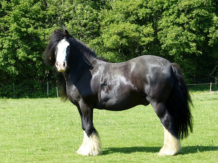 The slower you go the bigger your world gets • Shire horse The Shire horse is a breed of HD wallpaper
