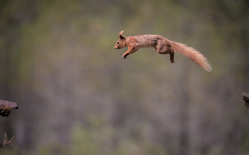 red, Jump, Fly, Squirrel ...wallup, flying squirrel HD wallpaper