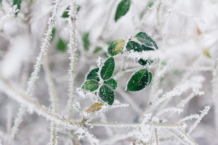 : water, nature, snow, winter, branch, green, ice, cold, frost, zing, tree, leaf, flower, weather, plant, season, flora, petal, twig, close up, macro graphy 6000x4000, winter branch HD wallpaper