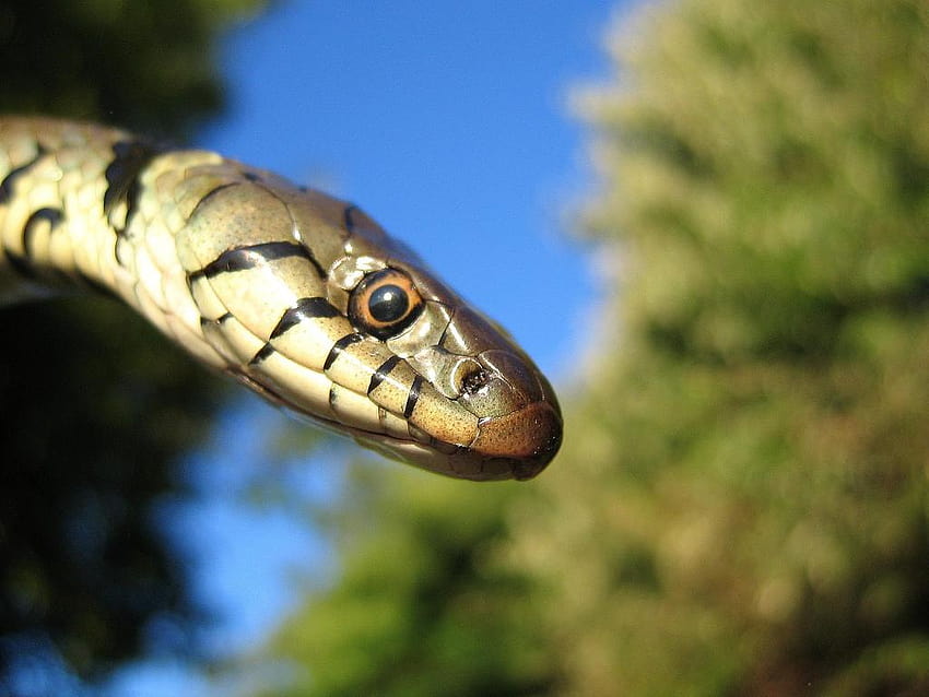 File:Grass snake head.jpg HD wallpaper