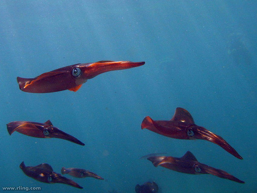 Stylized Composition Tropical Fish Calamari Squid Stock Vector HD wallpaper