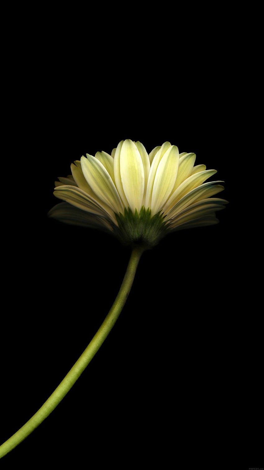 Dandelion Flower Black Backgrounds Iphone 6 Plus, floral dark phone abstract HD phone wallpaper