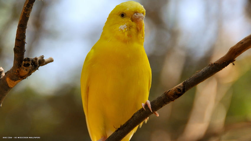 Вълнисто папагалче Melopsittacus Undulatus Раковина папагал Жълта, жълта птица HD тапет