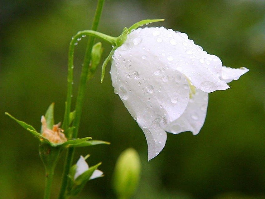 Blume: Weiße Hochzeitstulpenblumen Eine einzelne Blume Tulpen Natur HD-Hintergrundbild