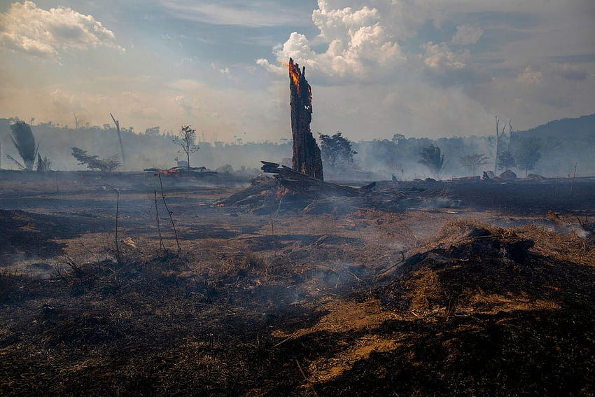 아마존 열대우림 화재: 당신이 알아야 할 모든 것, 아마존 삼림 브라질 HD 월페이퍼