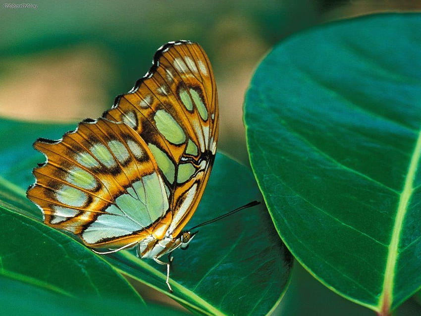 de uma borboleta :: und ns HD-Hintergrundbild