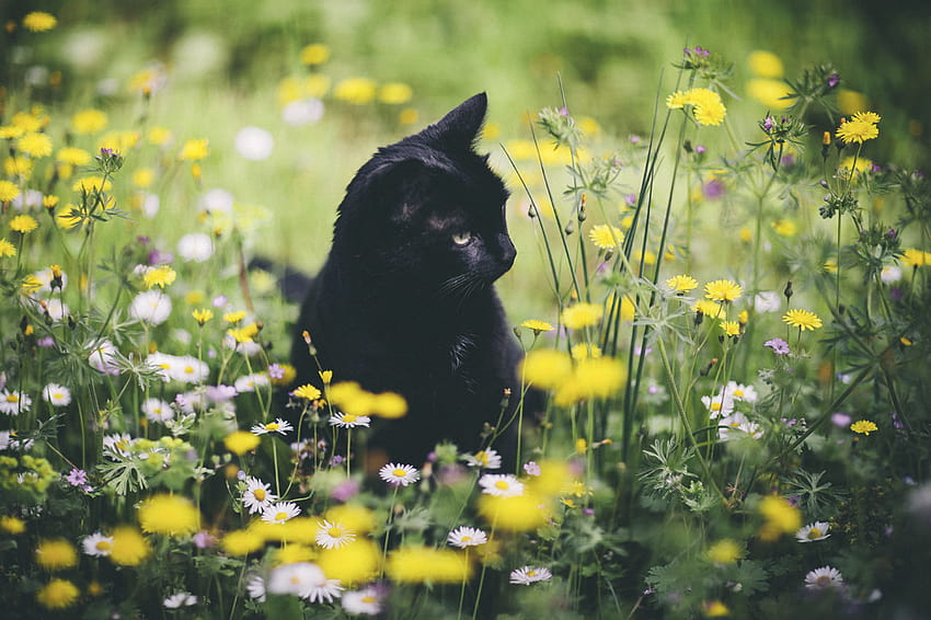 Hermoso gato de verano, gatos lindos de primavera fondo de pantalla