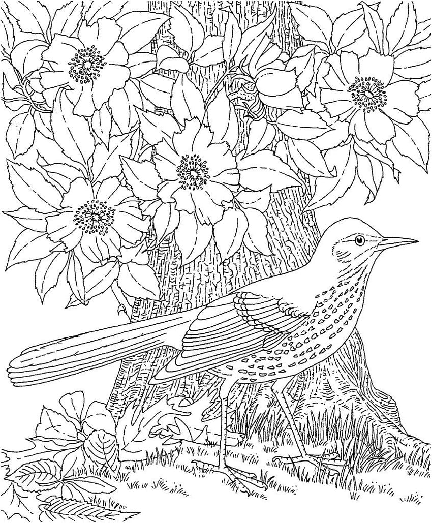 Coloring Page for Adults, coloring pages HD phone wallpaper