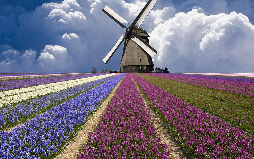 Campos de tulipanes de los Países Bajos, granja de bulbos de tulipanes fondo de pantalla