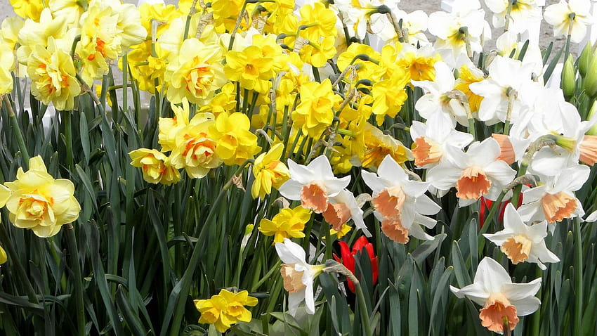 1600x900 daffodils, flowers, white, yellow, yellow daffodils flowers spring HD wallpaper