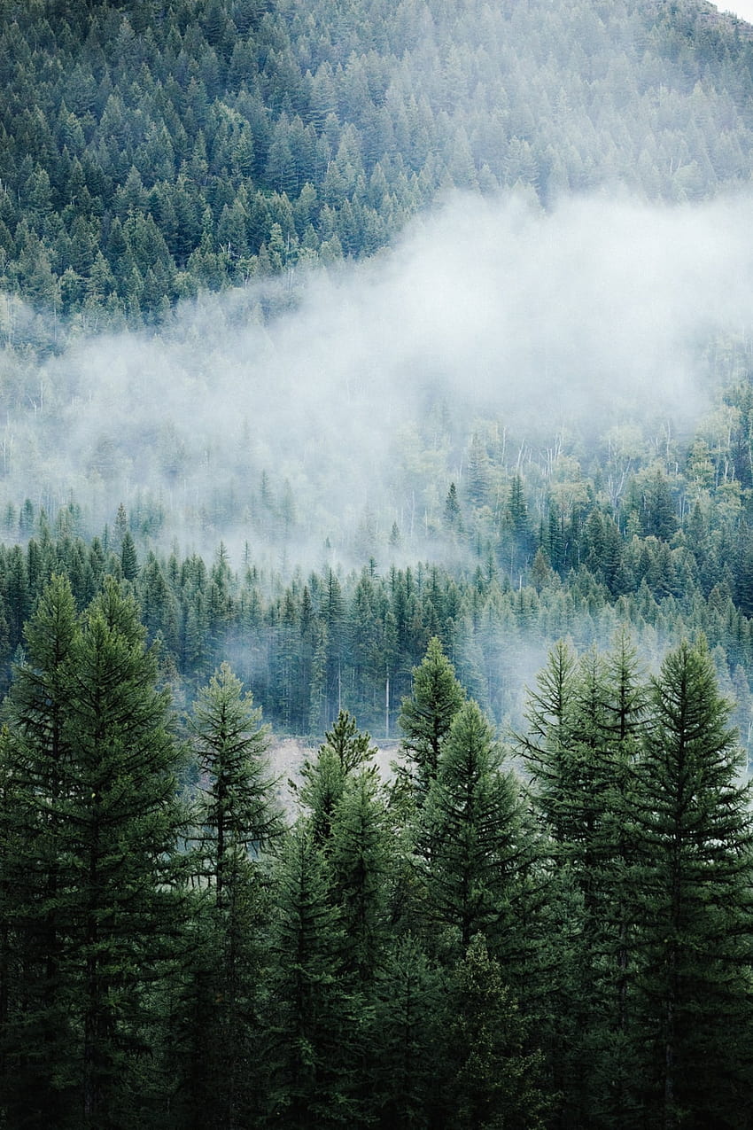 grafia aerea di pineta coperta di nebbia – Foresta su, foresta di conifere Sfondo del telefono HD