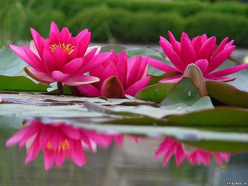 Water Lily Flower, red lotus flower HD wallpaper | Pxfuel