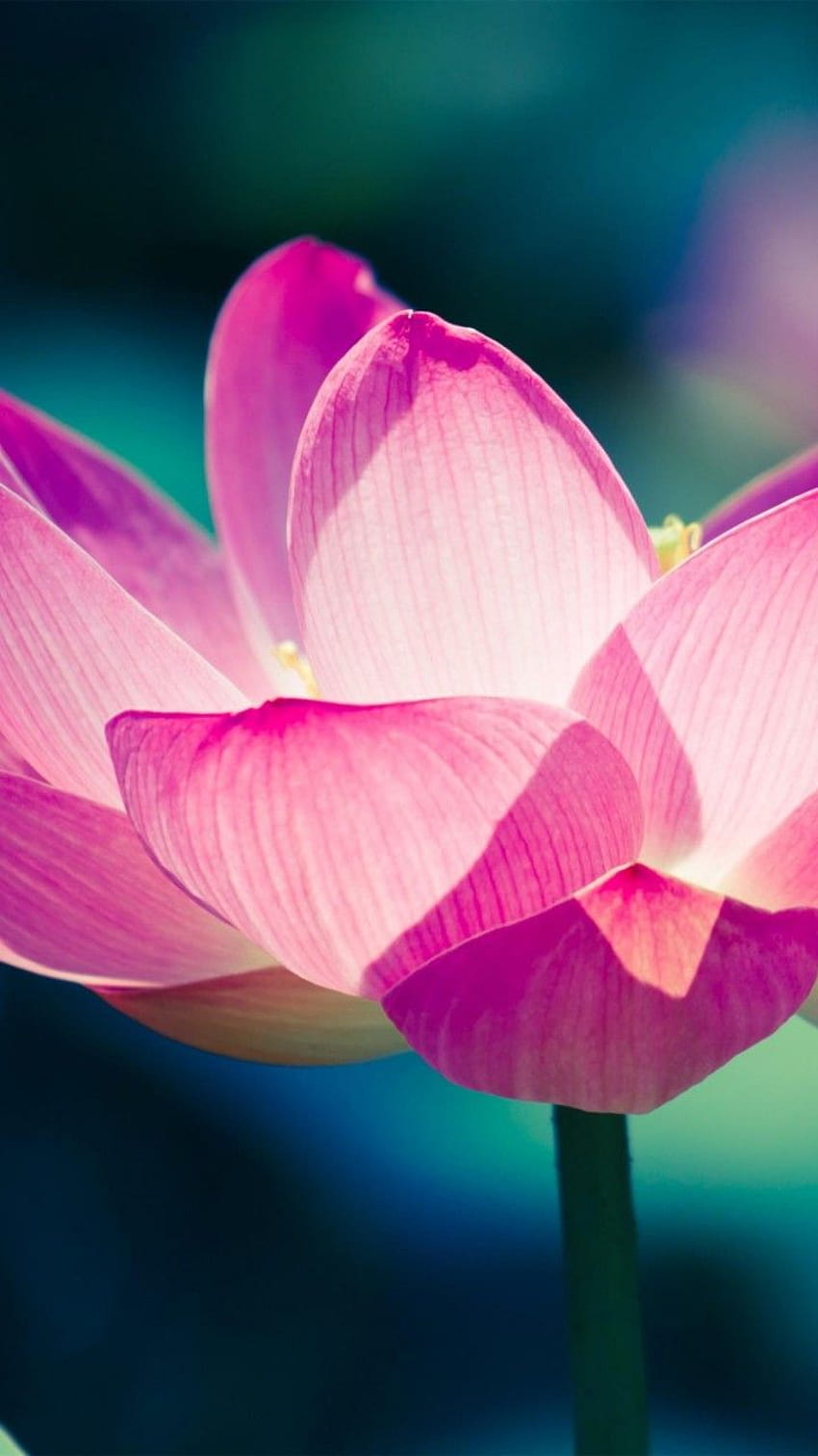 Lotus flower, Water lily, Pink, , Flowers, beautiful lotus flowers mobile HD phone wallpaper