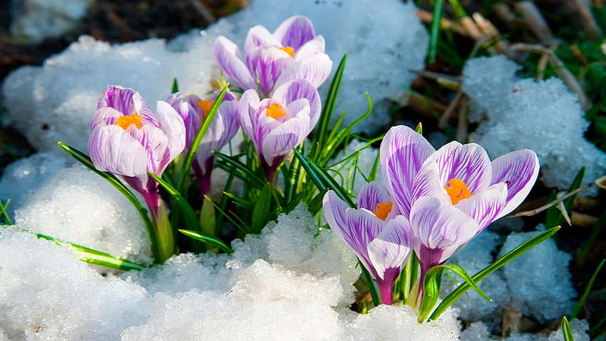 Early Spring Flowers [1920x1080] for your, first spring flowers HD wallpaper
