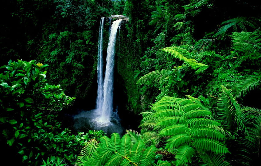 Wodospad Świeże drzewa Rzeka Las Bujna zieleń, zielony las Tapeta HD