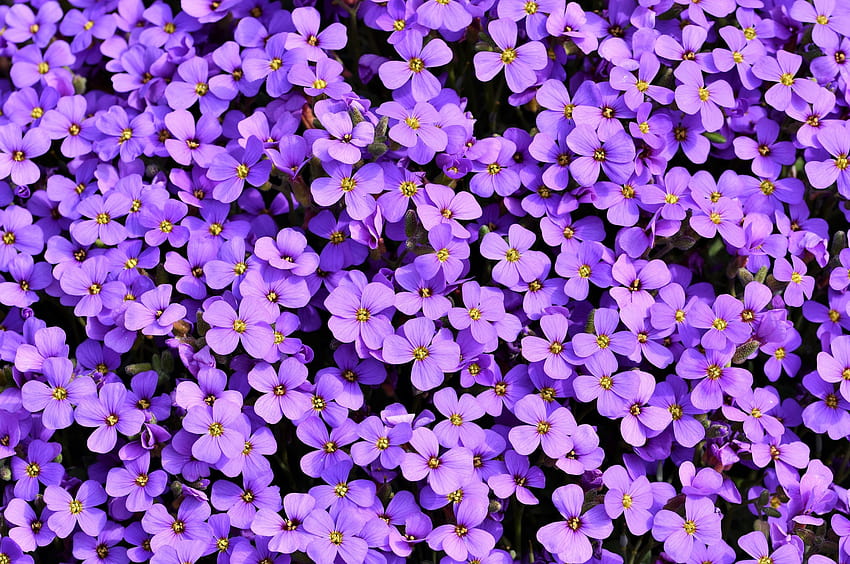 Purple Flower, purple aesthetic chromebook HD wallpaper