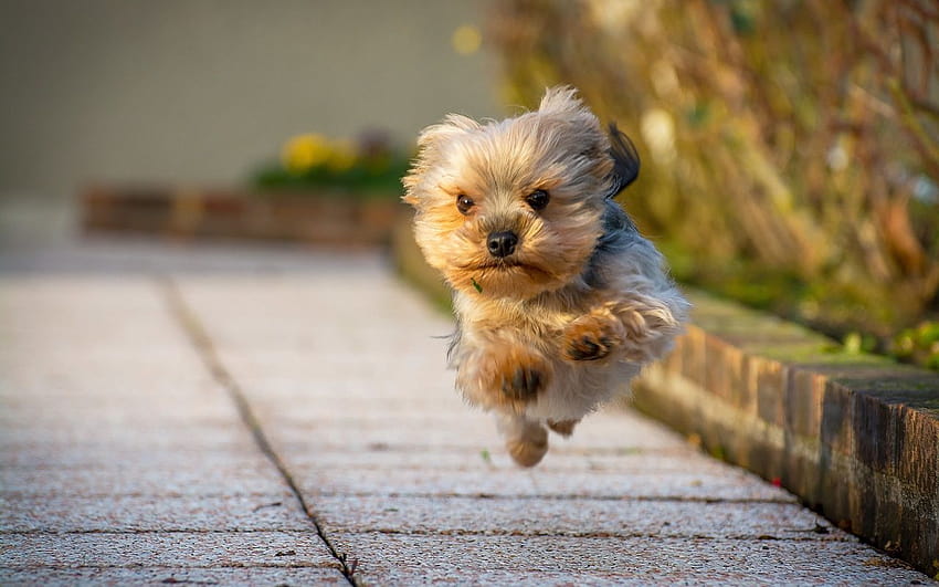 Yorkshire Terrier, lindos yorkies papel de parede HD