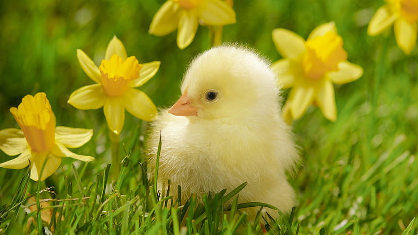 Birds grass spring chickens daffodils yellow flowers, spring yellow HD wallpaper