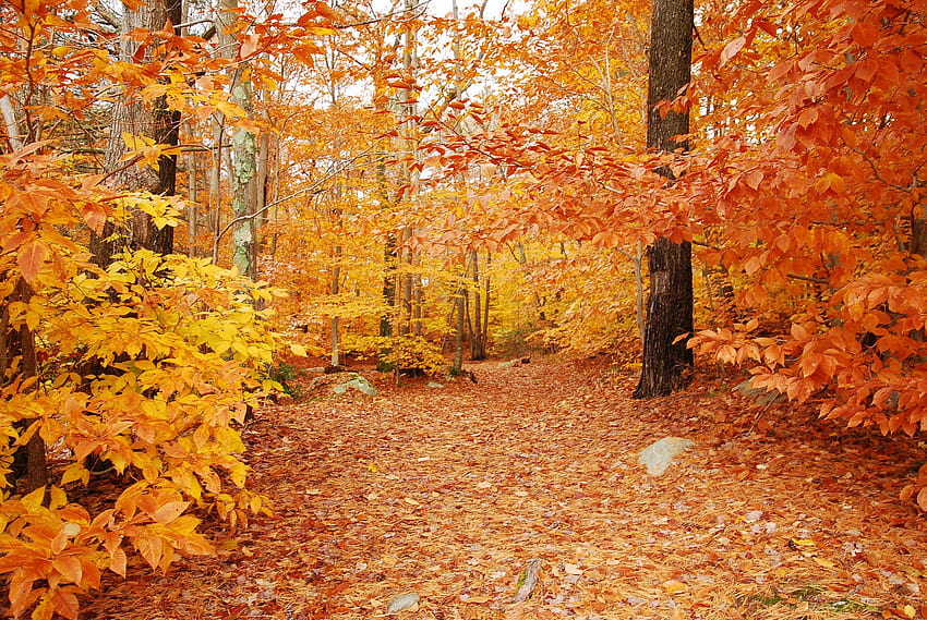automne, 계절, 자연, 풍경, 비, 가을, 잎, 나무, 캠페인, 젖은 / 및 모바일 배경 HD 월페이퍼