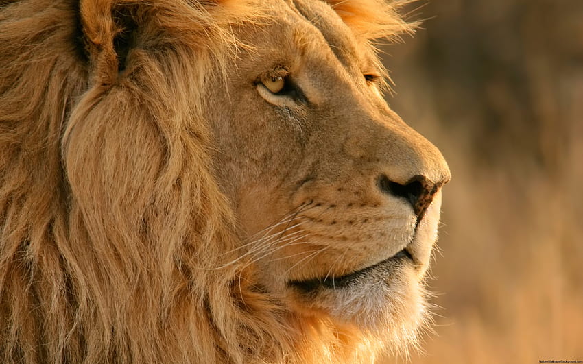 Majestueux Lion Nature Fond d'écran HD