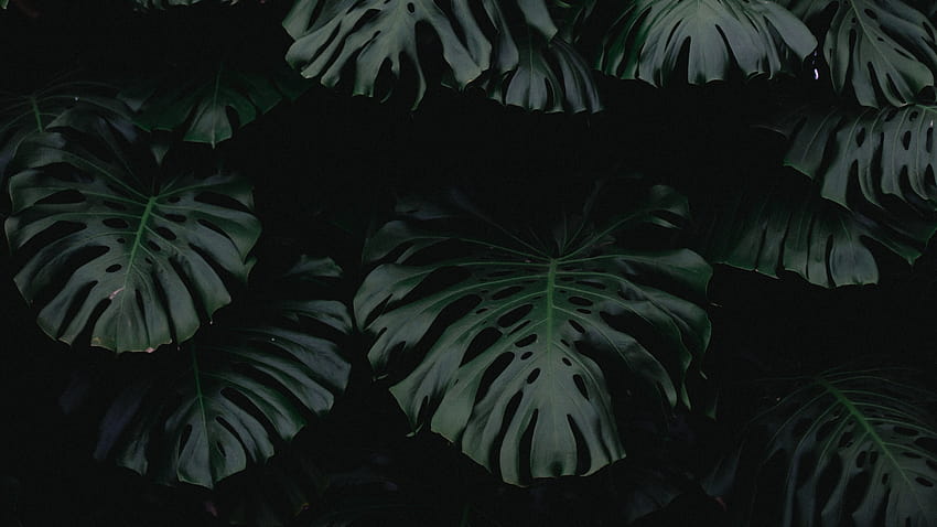 2560x1440 leaf, green, dark, plant PC and Mac, dark pc HD wallpaper
