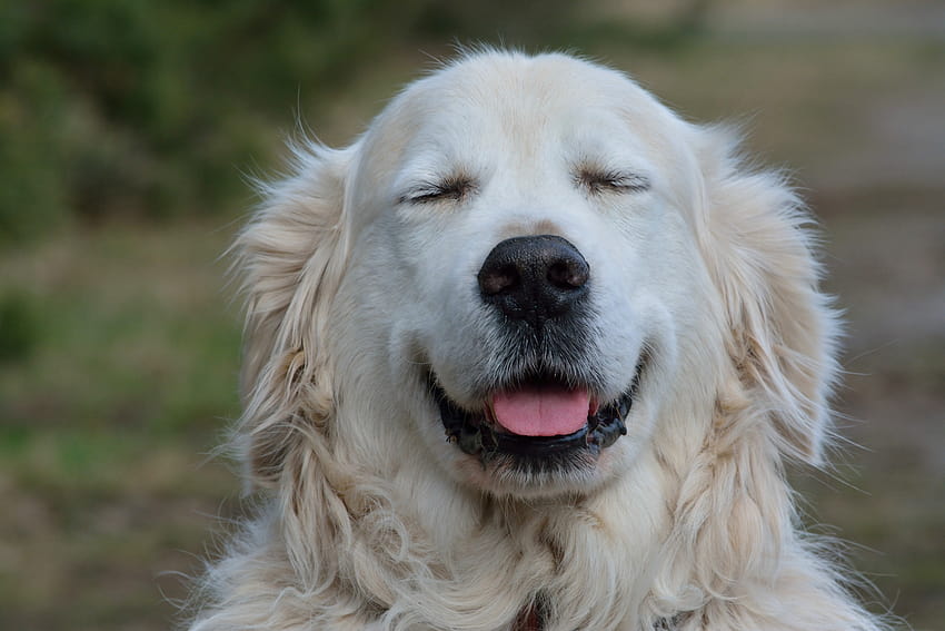 : hond, dog, dogs, lachen, smile, tong, tongue, elke, dag, smiling, lach 6000x4000 HD wallpaper