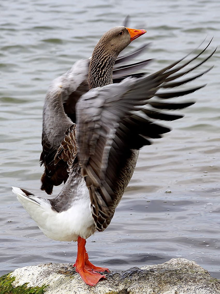 : white and gray duck, wild goose, bird, water bird, migratory birds HD phone wallpaper