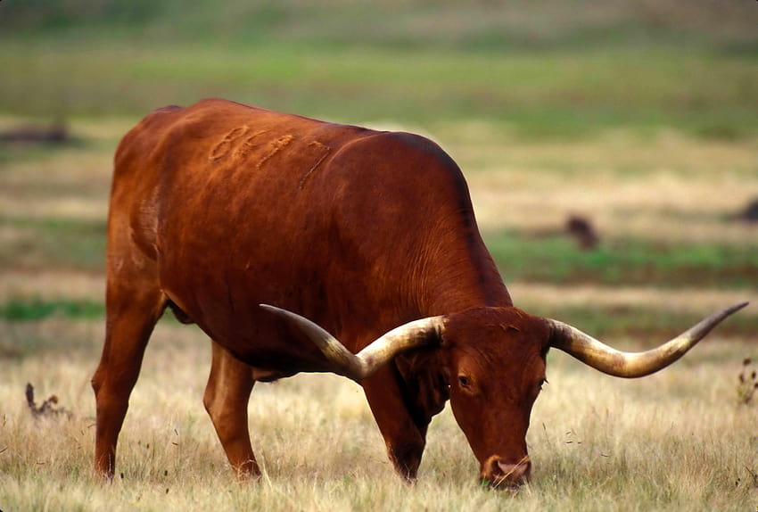 : texas, longhorn, cattle, bull, grazing, texas longhorn cattle HD wallpaper