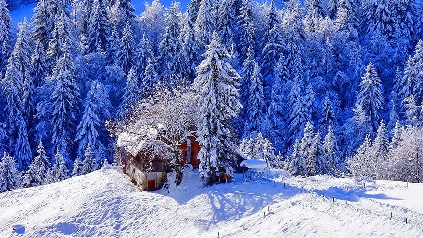 Bella vista sulla neve invernale, casa forestale invernale Sfondo HD