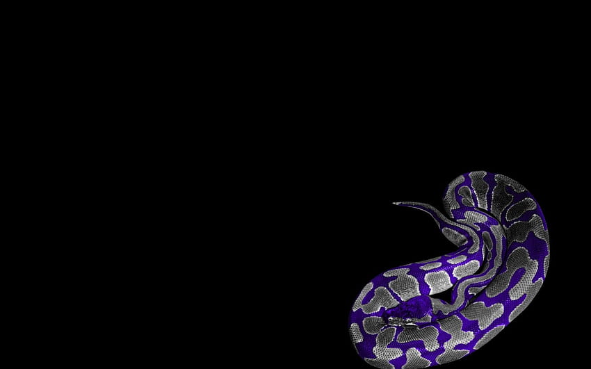 purple snakes HD wallpaper