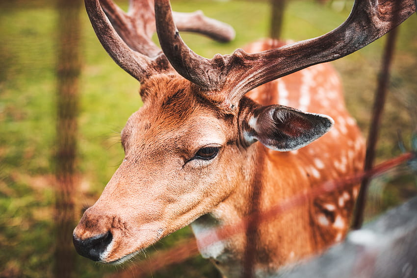 Fallow Deer Portrait Stock HD wallpaper